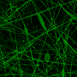 Image from a confocal microscope showing FTIC dyed nanofibers